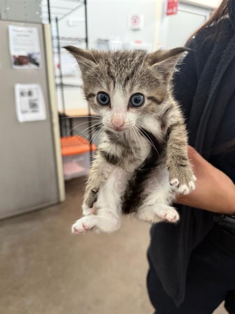 DOONIE, Baby Domestic Short Hair (medium coat), cat for adoption in Fort Worth, Texas