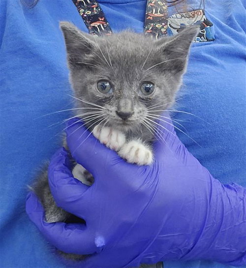 PEBBLE, an adoptable Domestic Short Hair in Dallas, TX