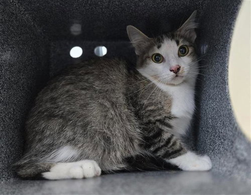 JANET, Young Domestic Medium Hair (medium coat), cat for adoption in Fort Worth, Texas