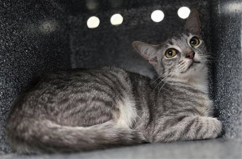 NERMAL, an adoptable Domestic Short Hair in Dallas, TX
