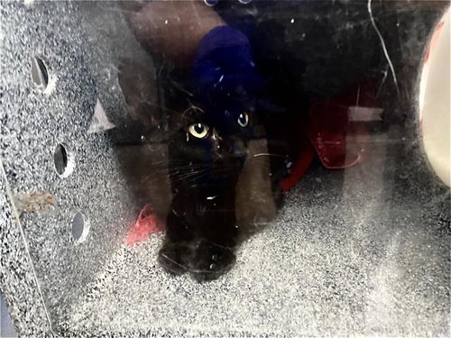 LUNA, Young Domestic Short Hair (medium coat), cat for adoption in Fort Worth, Texas