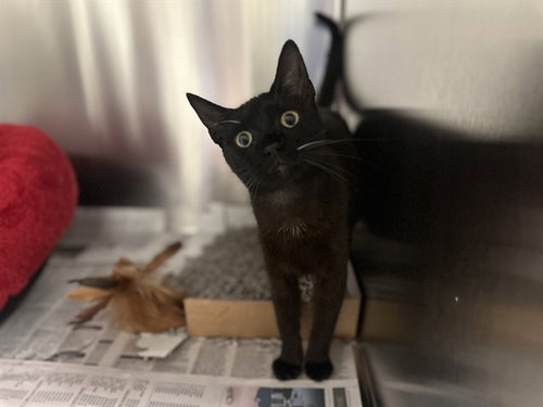LUNA, an adoptable Domestic Short Hair in Dallas, TX