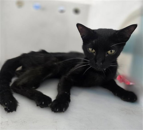 MAUI, Young Domestic Short Hair / Mixed (medium coat), cat for adoption in Fort Worth, Texas