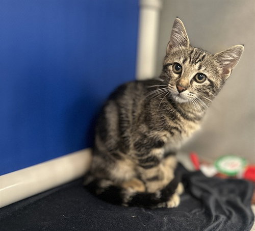 GREY, Baby Domestic Short Hair (medium coat), cat for adoption in Fort Worth, Texas