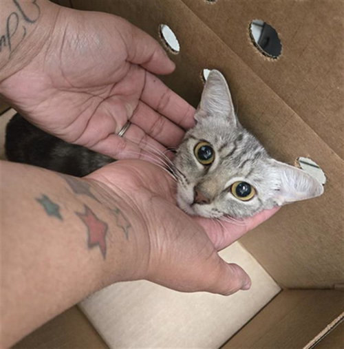 SOLAR, Young Domestic Short Hair (medium coat), cat for adoption in Fort Worth, Texas
