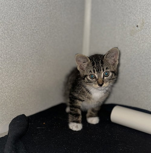 BOBBI, Baby Domestic Short Hair (medium coat), cat for adoption in Fort Worth, Texas