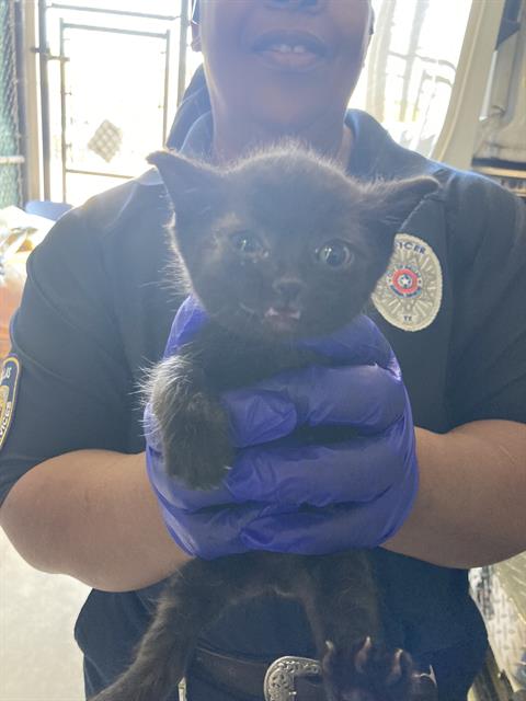 TUCSON, Baby Domestic Short Hair (medium coat), cat for adoption in Fort Worth, Texas