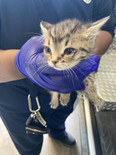 ABIGAIL, Baby Domestic Short Hair (medium coat), cat for adoption in Fort Worth, Texas