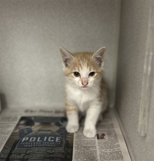 HICKORY, Baby Domestic Short Hair (medium coat), cat for adoption in Fort Worth, Texas