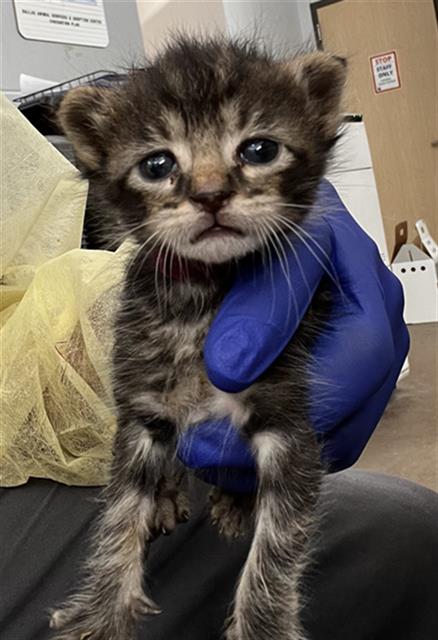COPPER, Baby Domestic Medium Hair (medium coat), cat for adoption in Fort Worth, Texas