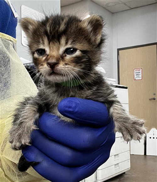 MOCHA, Baby Domestic Medium Hair (medium coat), cat for adoption in Fort Worth, Texas