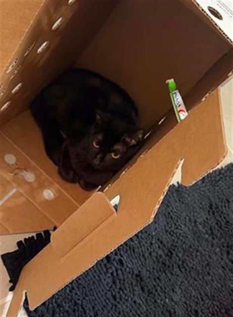ALMANOR, Young Domestic Short Hair (medium coat), cat for adoption in Fort Worth, Texas