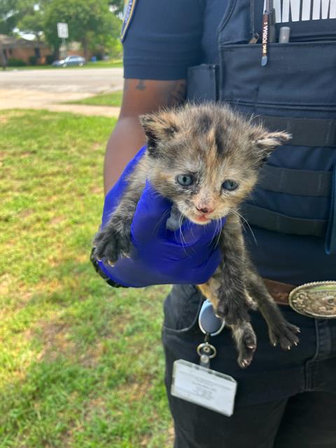 HERO, Baby Domestic Short Hair (medium coat), cat for adoption in Fort Worth, Texas