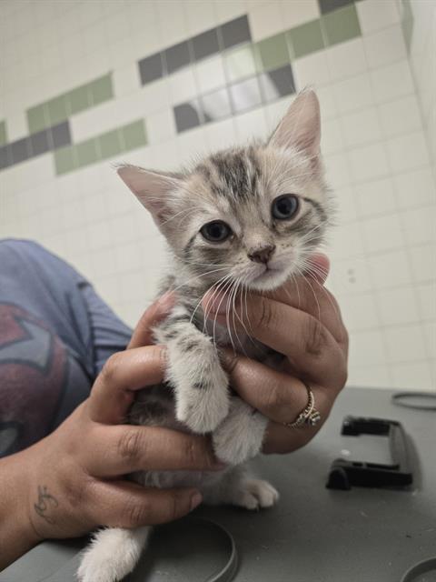 MOON, Baby Domestic Short Hair (medium coat), cat for adoption in Fort Worth, Texas