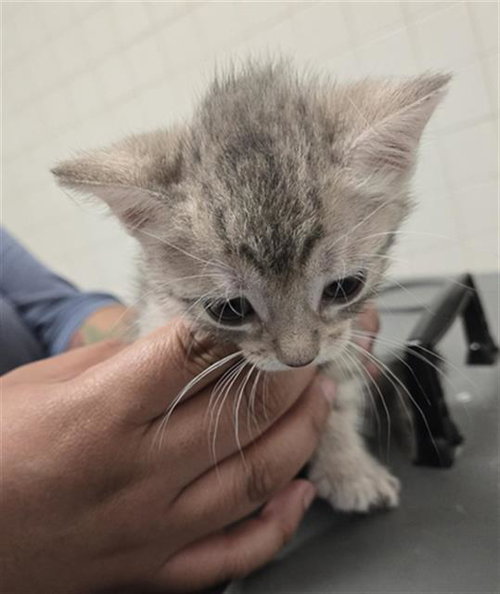 SUN, Baby Domestic Short Hair (medium coat), cat for adoption in Fort Worth, Texas