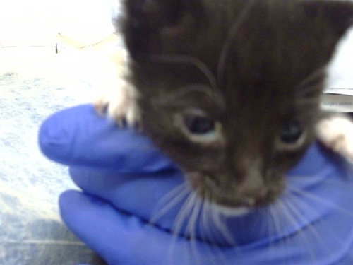 TOM, Baby Domestic Medium Hair (medium coat), cat for adoption in Fort Worth, Texas