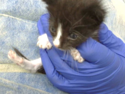 ORSON, Baby Domestic Medium Hair (medium coat), cat for adoption in Fort Worth, Texas