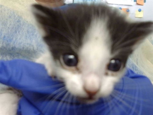 KARL, Baby Domestic Medium Hair (medium coat), cat for adoption in Fort Worth, Texas
