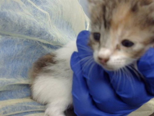 BREE, Baby Domestic Medium Hair (medium coat), cat for adoption in Fort Worth, Texas