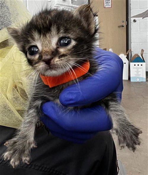 TRUFFLE, Baby Domestic Medium Hair (medium coat), cat for adoption in Fort Worth, Texas