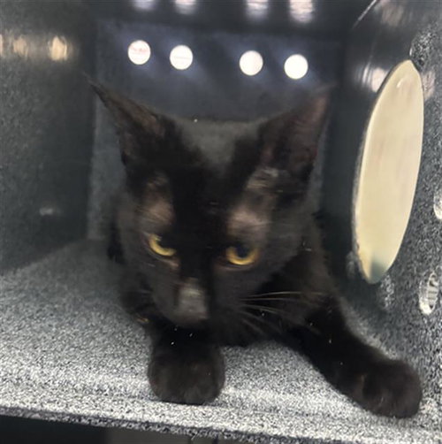 PHOEBE, Adult Domestic Short Hair (medium coat), cat for adoption in Fort Worth, Texas