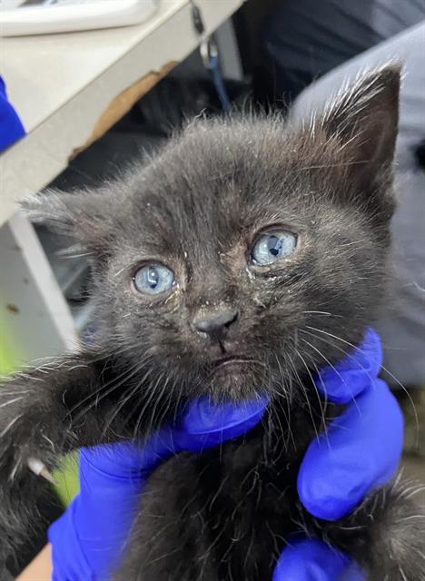 BEAU, Baby Domestic Short Hair (medium coat), cat for adoption in Fort Worth, Texas
