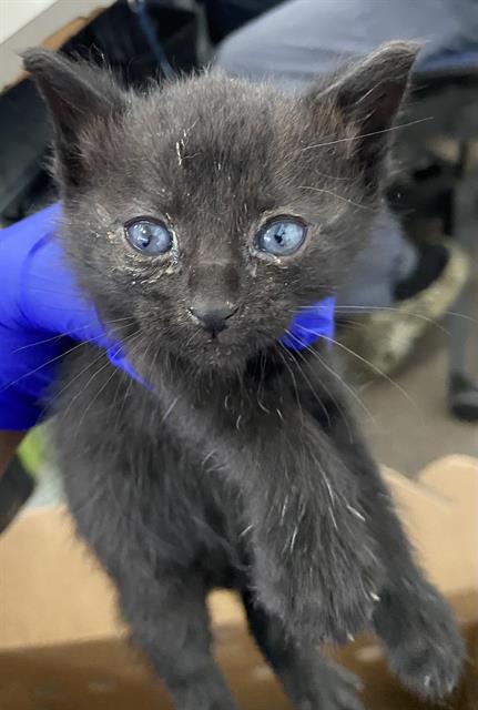 LOWE, Baby Domestic Short Hair (medium coat), cat for adoption in Fort Worth, Texas