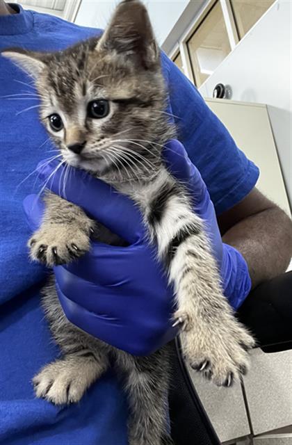 WILLOW, an adoptable Domestic Medium Hair in Dallas, TX