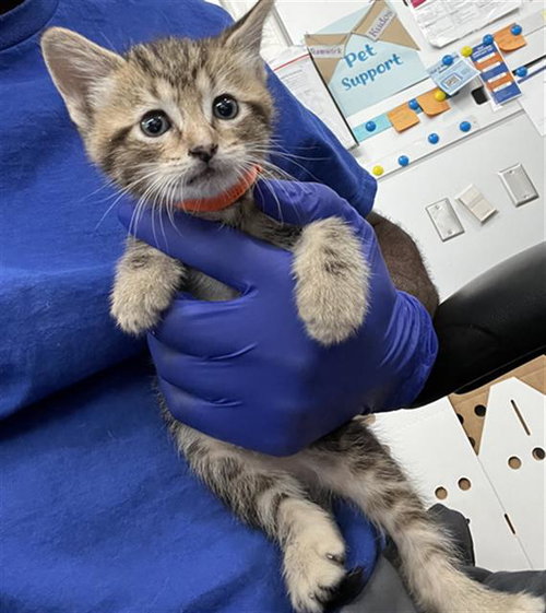 BELLA, Baby Domestic Medium Hair (medium coat), cat for adoption in Fort Worth, Texas