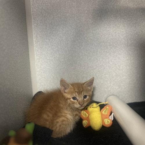 FARSEY, Baby Domestic Medium Hair (medium coat), cat for adoption in Fort Worth, Texas