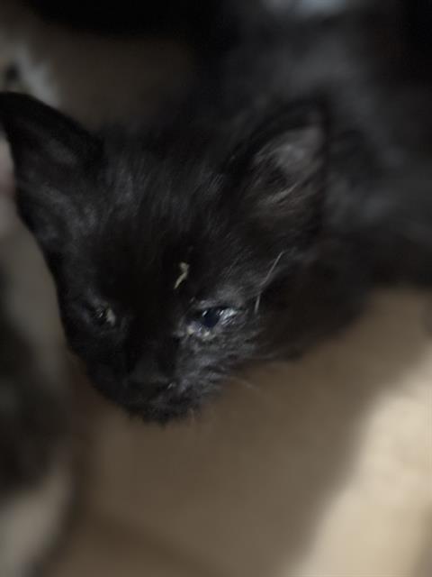 DAWN, Baby Domestic Short Hair (medium coat), cat for adoption in Fort Worth, Texas
