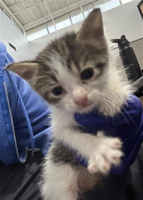 DART, Baby Domestic Short Hair (medium coat), cat for adoption in Fort Worth, Texas
