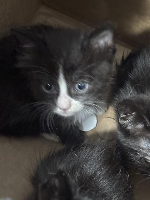 KNIGHT, Baby Domestic Short Hair (medium coat), cat for adoption in Fort Worth, Texas