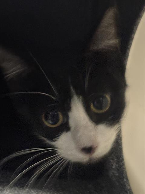VICKY, Young Domestic Short Hair (medium coat), cat for adoption in Fort Worth, Texas