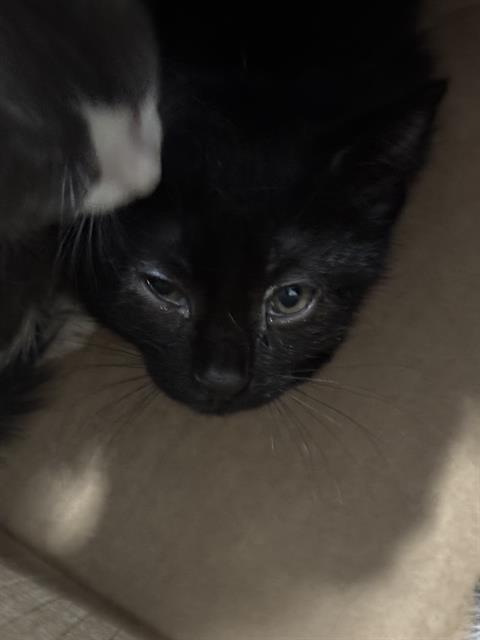 NITA, Baby Domestic Short Hair (medium coat), cat for adoption in Fort Worth, Texas