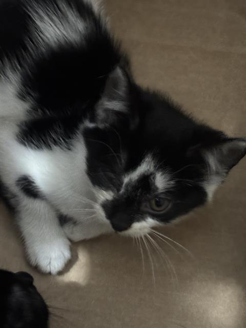 JANET, Baby Domestic Short Hair (medium coat), cat for adoption in Fort Worth, Texas
