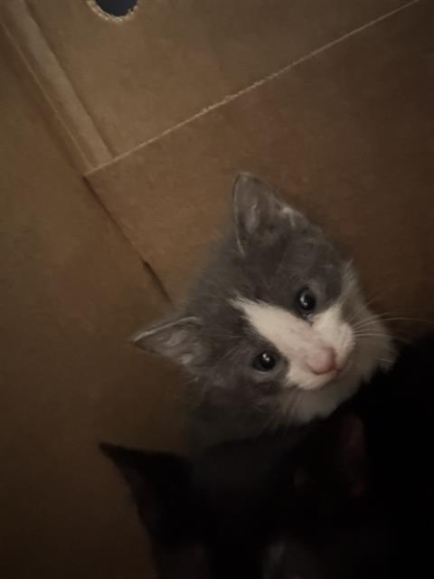 RUBY, Baby Domestic Short Hair (medium coat), cat for adoption in Fort Worth, Texas