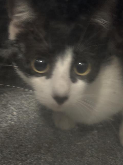 LUNA, Adult Domestic Short Hair (medium coat), cat for adoption in Fort Worth, Texas