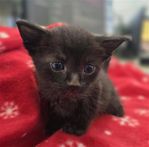ALFRED, Baby Domestic Short Hair (medium coat), cat for adoption in Fort Worth, Texas