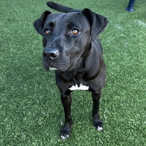 NIKKI, an adoptable American Pit Bull Terrier in Dallas, TX