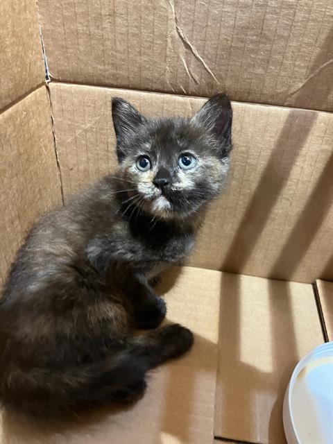 COCO, Baby Domestic Short Hair (medium coat), cat for adoption in Fort Worth, Texas