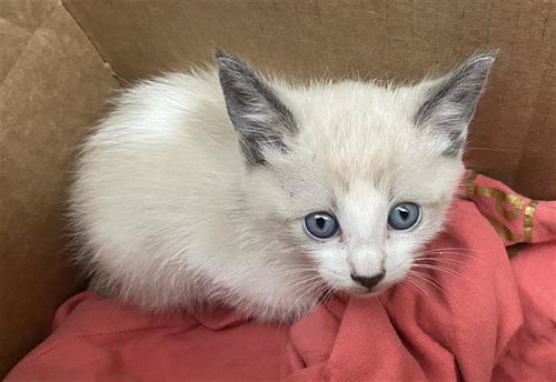 COFFE, Baby Domestic Short Hair (medium coat), cat for adoption in Fort Worth, Texas