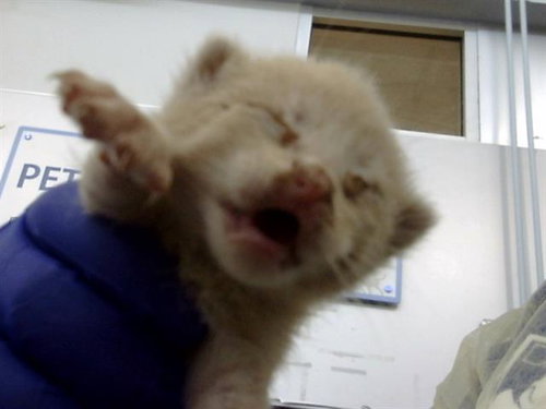 SHELDON, an adoptable Domestic Medium Hair in Dallas, TX