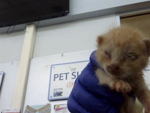 LEONARD, Baby Domestic Medium Hair (medium coat), cat for adoption in Fort Worth, Texas
