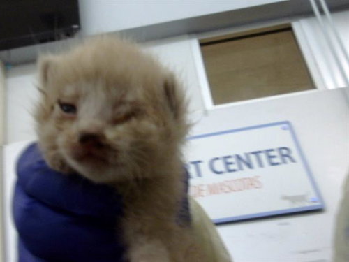 HOWARD, Baby Domestic Medium Hair (medium coat), cat for adoption in Fort Worth, Texas