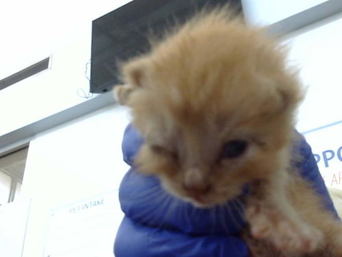 PENNY, Baby Domestic Medium Hair (medium coat), cat for adoption in Fort Worth, Texas