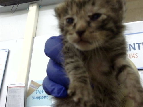 BERNADETTE, Baby Domestic Medium Hair (medium coat), cat for adoption in Fort Worth, Texas