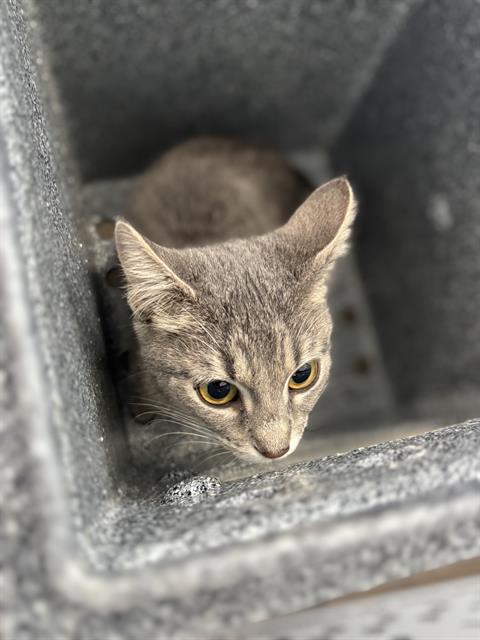 ROXY, Baby Domestic Short Hair (medium coat), cat for adoption in Fort Worth, Texas