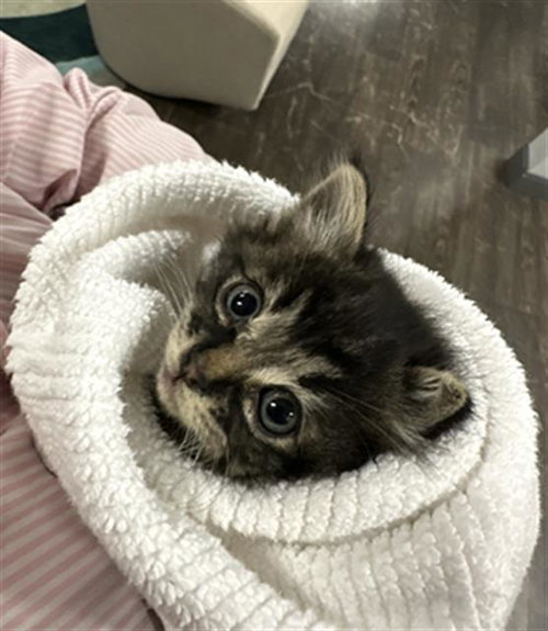 SUKI, Baby Domestic Short Hair (medium coat), cat for adoption in Fort Worth, Texas