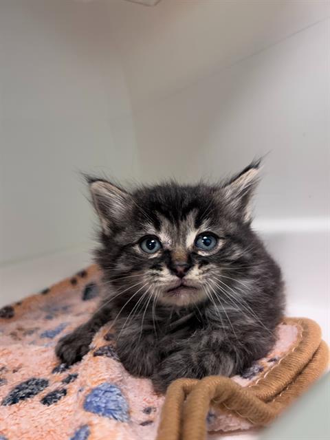 SUKI, Baby Domestic Short Hair (medium coat), cat for adoption in Fort Worth, Texas